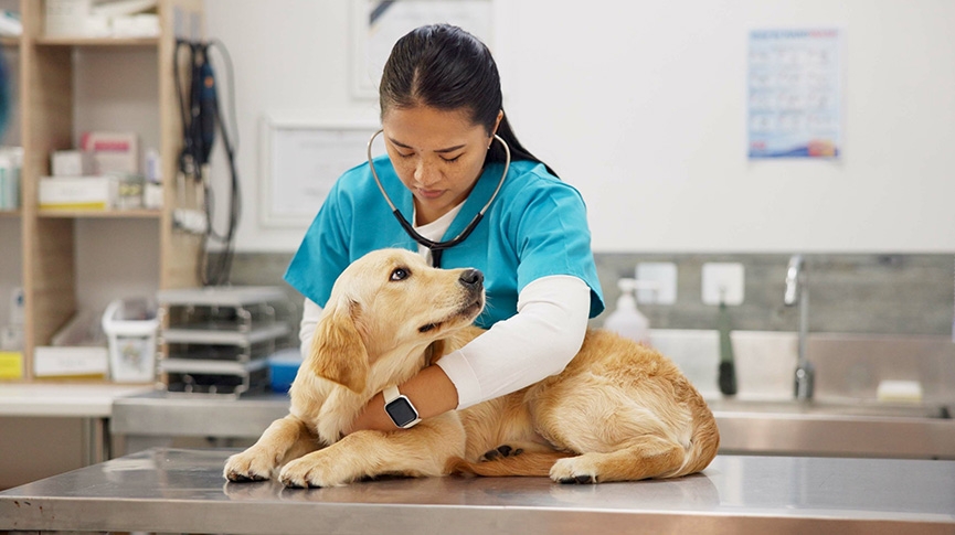 金毛尋回犬是暖男代表-金毛尋回犬的個性-健康重點與照顧秘訣大公開